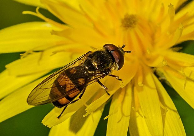 pestrica Xanthandrus comtus ♂