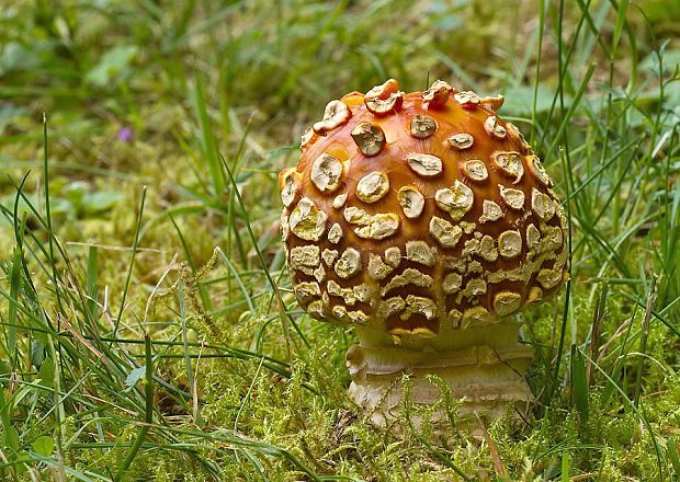 muchotrávka kráľovská Amanita regalis (Fr.) Michael