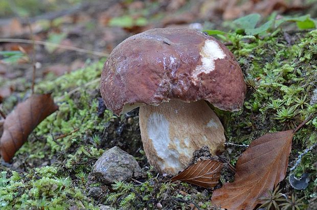 hríb sosnový Boletus pinophilus Pil. et Dermek in Pil.