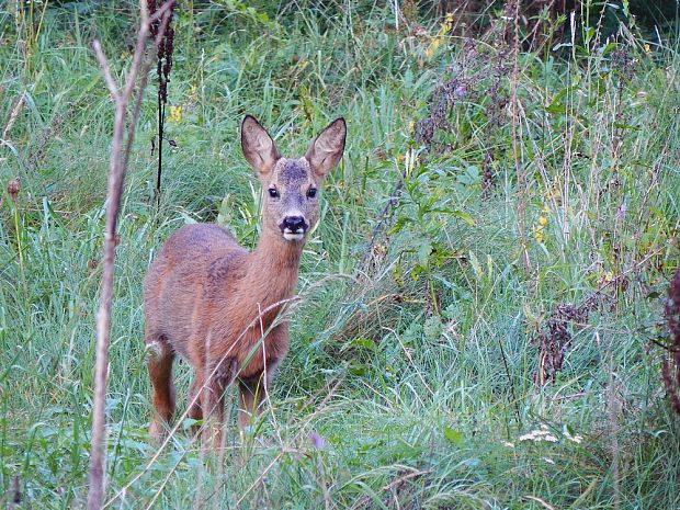 srna lesná Capreolus capreolus