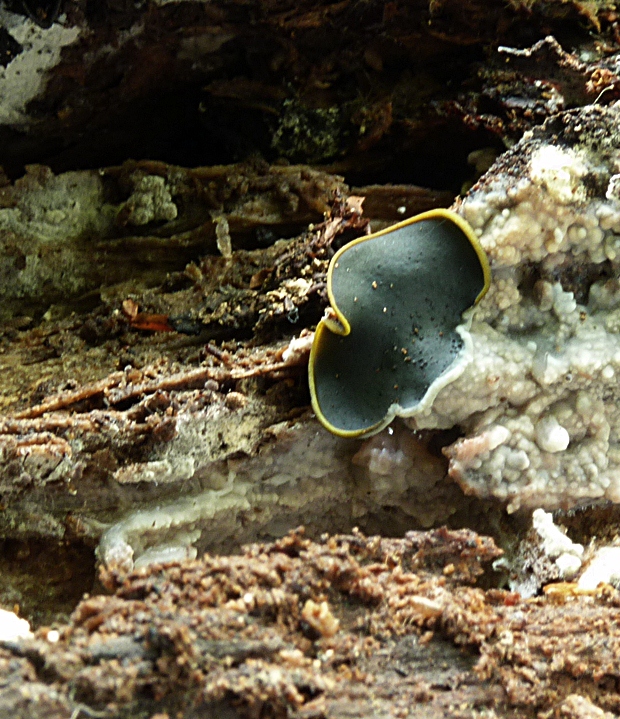 katinelka olivová Catinella olivacea (Batsch) Boud.