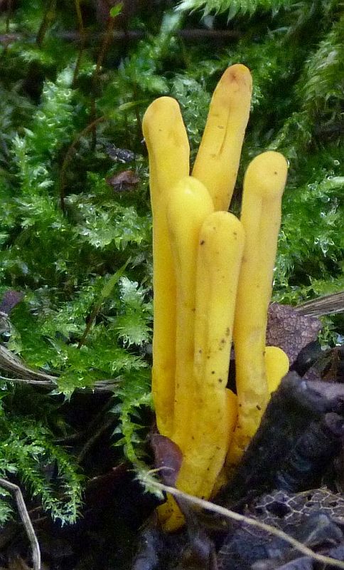 pakonárovka žltooranžová Clavulinopsis helvola (Pers.) Corner