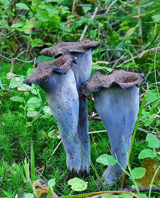 lievik trúbkovitý Craterellus cornucopioides (L.) Pers.