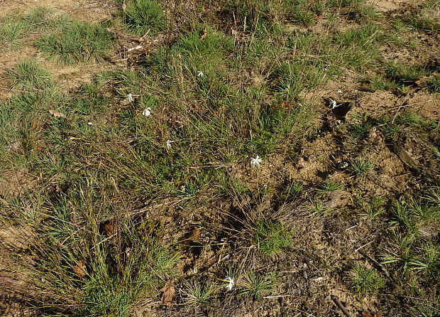 klinček neskorý Dianthus serotinus Waldst. et Kit.