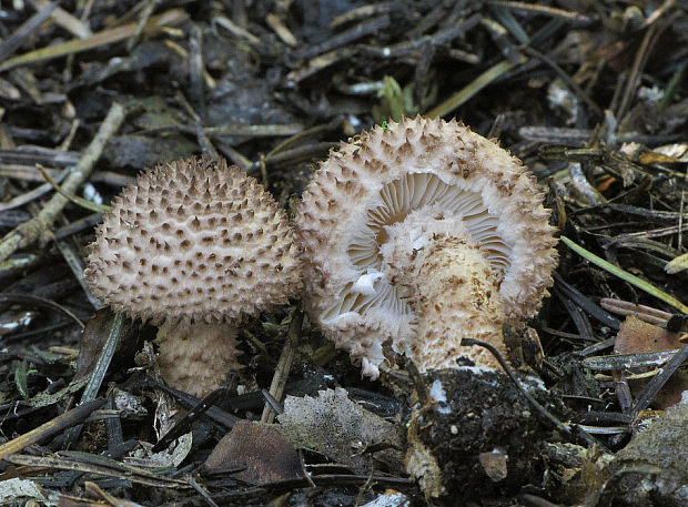 bedlička ježatá Echinoderma echinaceum (J.E. Lange) Bon