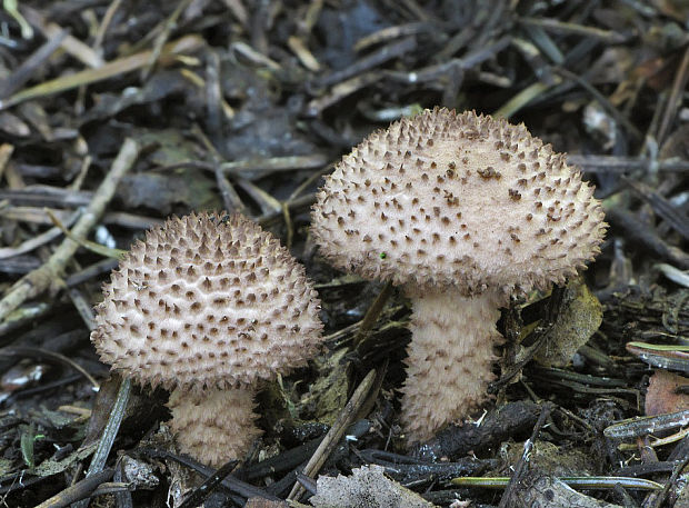 bedlička ježatá Echinoderma echinaceum (J.E. Lange) Bon