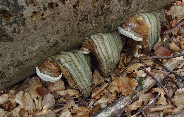 práchnovec kopytovitý Fomes fomentarius (L.) J.J. Kickx