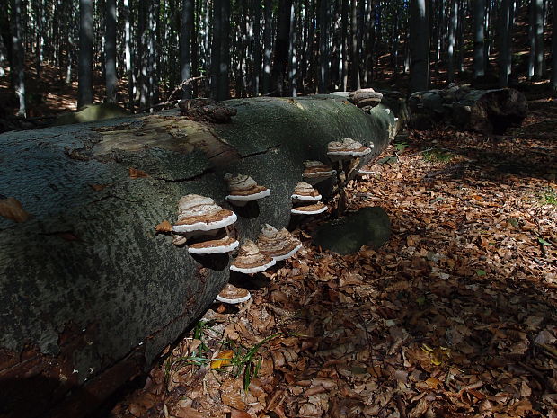 práchnovec kopytovitý Fomes fomentarius (L.) J.J. Kickx