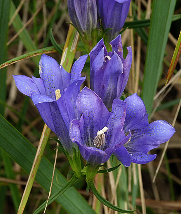 horec pľúcny Gentiana pneumonanthe L.