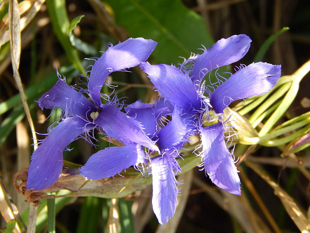 pahorec brvitý Gentianopsis ciliata (L.) Ma