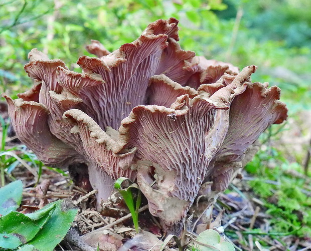 lievikovec kyjakovitý Gomphus clavatus (Pers.) Gray