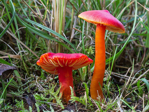 lúčnica šarlátová Hygrocybe coccinea (Schaeff.) P. Kumm.