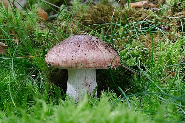 šťavnačka plávkovitá Hygrophorus russula (Schaeff.) Kauffman