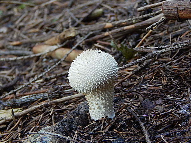 prášnica bradavičnatá Lycoperdon perlatum Pers.