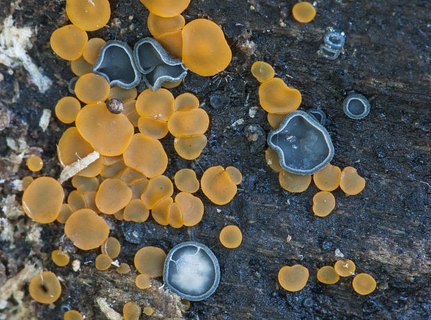 kruhovka + molízia Orbilia sp. + Mollisia sp