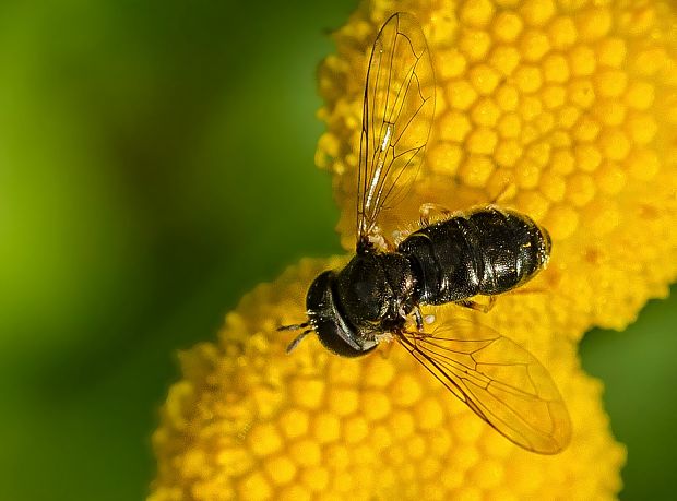 pestrica Paragus tibialis ♀