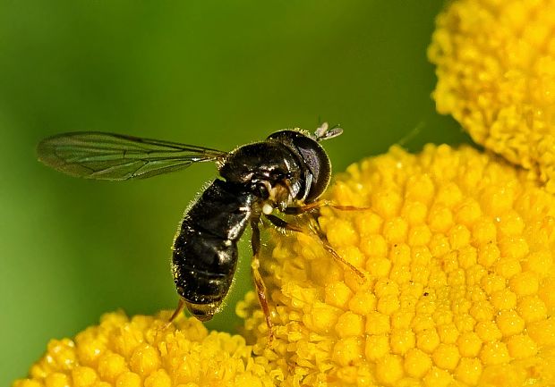 pestrica Paragus tibialis ♀