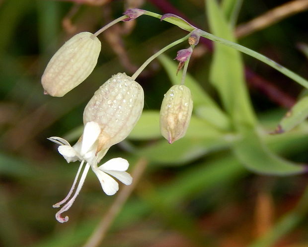 silenka obyčajná Silene vulgaris (Moench) Garcke