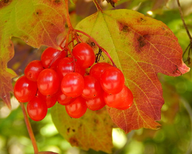 kalina obyčajná Viburnum opulus L.