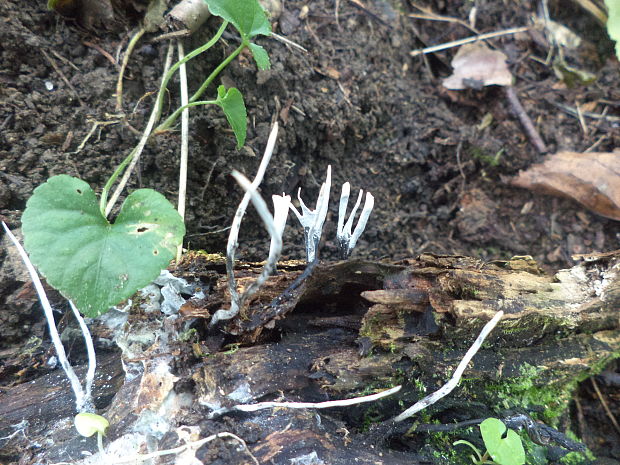 drevnatec Xylaria sp.