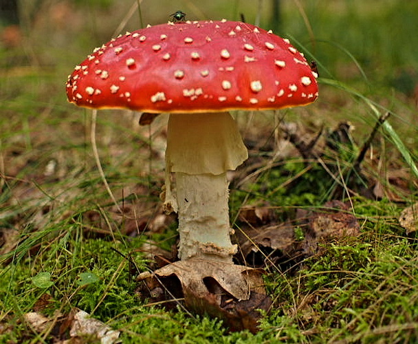 muchotrávka červená Amanita muscaria (L.) Lam.