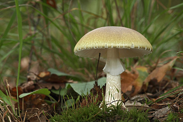 muchotrávka zelená Amanita phalloides (Vaill. ex Fr.) Link