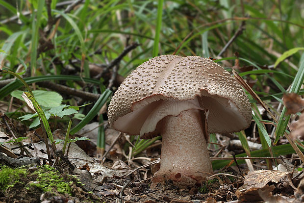 muchotrávka červenkastá Amanita rubescens Pers.