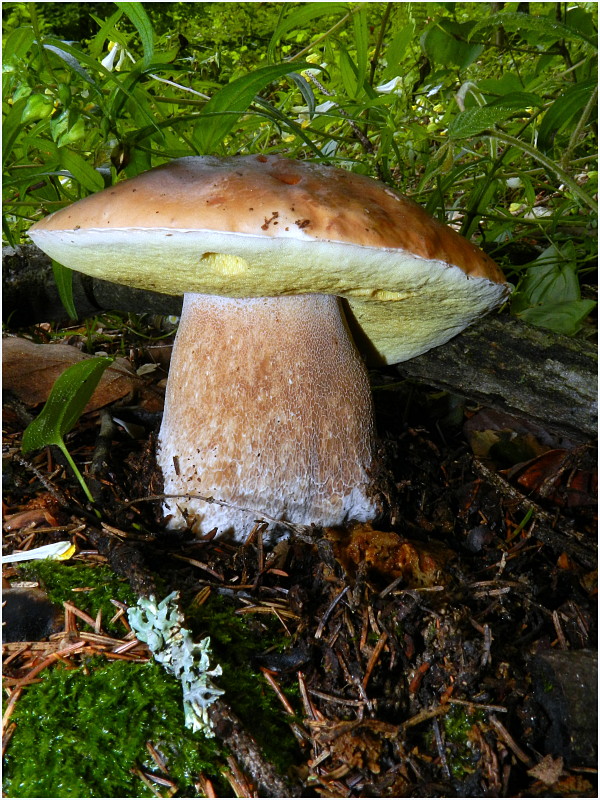 hríb smrekový Boletus edulis Bull.