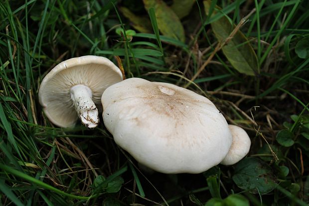 čírovnica májová Calocybe gambosa (Fr.) Donk