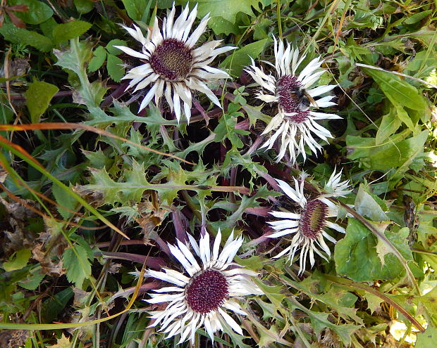 krasovlas bezbyľový pravý Carlina acaulis subsp. acaulis L.