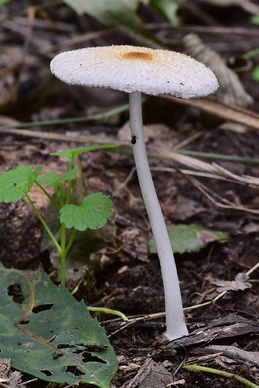 hnojník Coprinus sp.