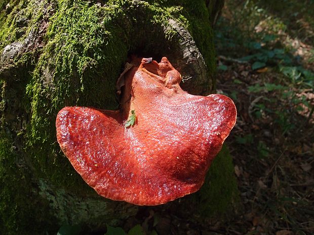 pečeňovec dubový Fistulina hepatica (Schaeff.) With.