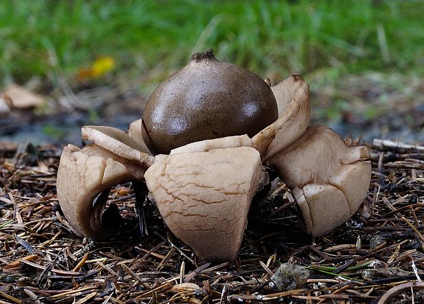 hviezdovka trojitá Geastrum triplex Jungh.