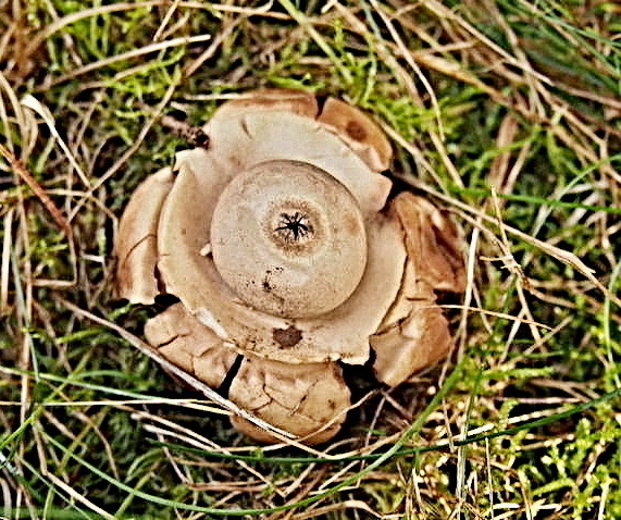 hviezdovka trojitá Geastrum triplex Jungh.