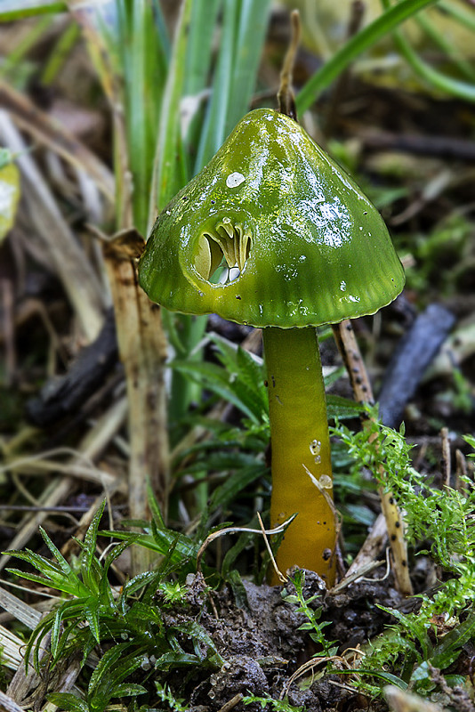 lúčnica žltozelená Gliophorus psittacinus (Schaeff.) Herink