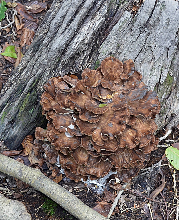 trsovnica lupeňovitá Grifola frondosa (Dicks.) Gray