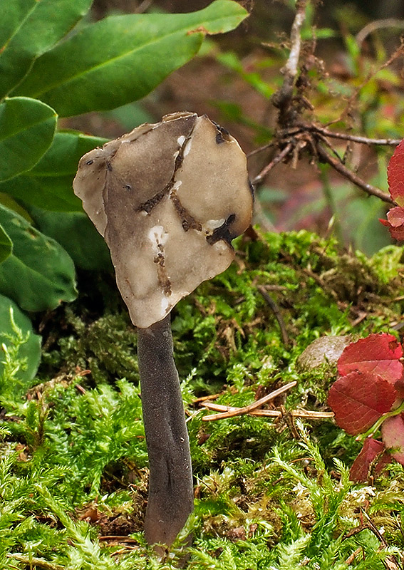 chriapač Helvella sp.