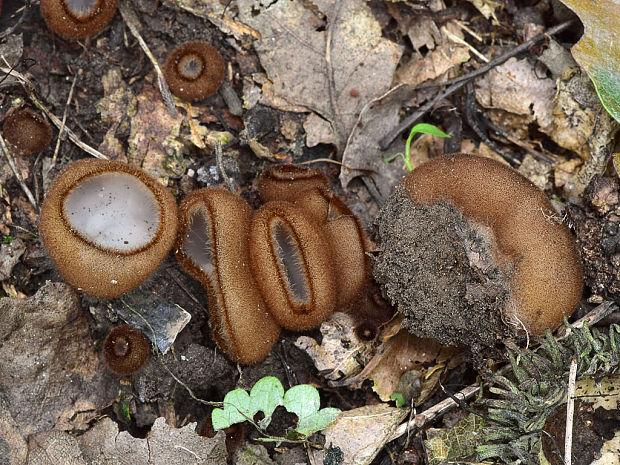 humária polguľovitá Humaria hemisphaerica (F.H. Wigg.) Fuckel