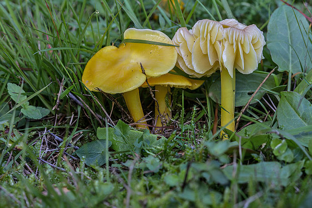 lúčnica citrónovožltá Hygrocybe chlorophana (Fr.) Wünsche