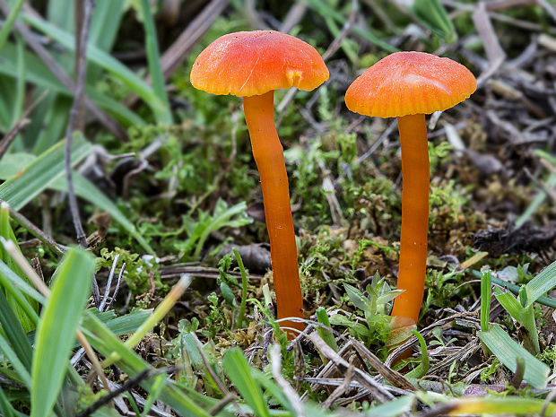 lúčnica Hygrocybe sp.