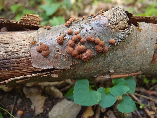 drevovček bukový Hypoxylon fragiforme (Pers.) J. Kickx f.