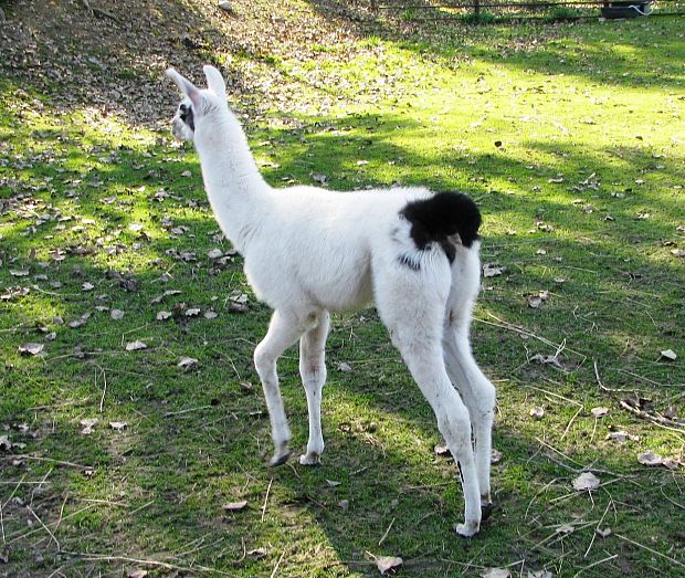 lama krotká Lama huanachos glama