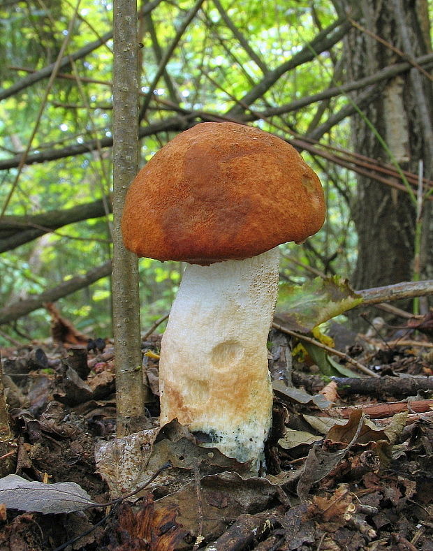 kozák osikový Leccinum albostipitatum den Bakker & Noordel.