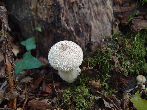 prášnica bradavičnatá Lycoperdon perlatum Pers.