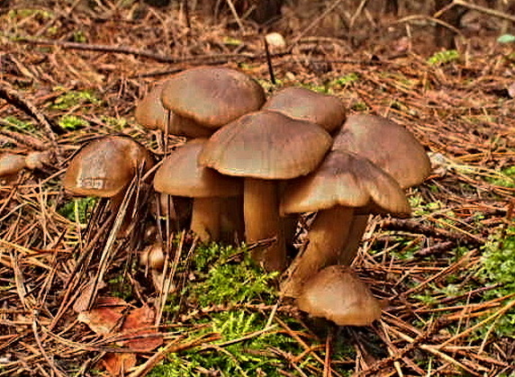 strmulec nakopený Lyophyllum decastes (Fr.) Singer