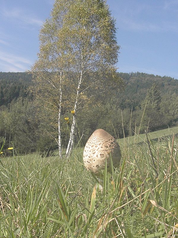 bedľa vysoká Macrolepiota procera (Scop.) Singer