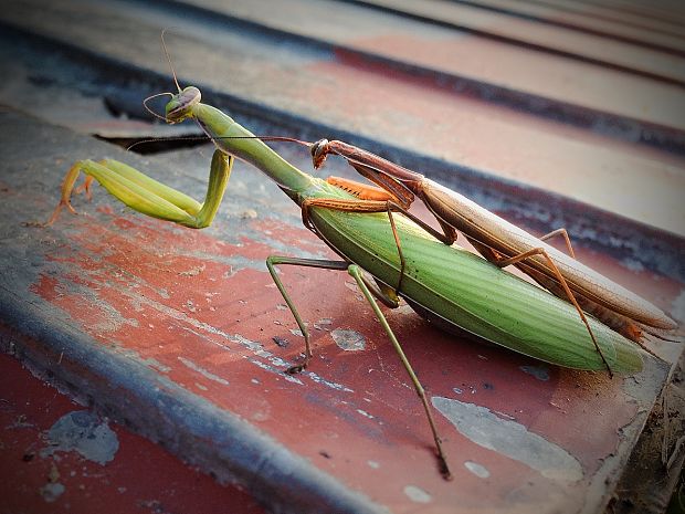 modlivka zelená Mantis religiosa