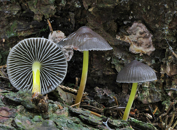 prilbička slizká želatínová Mycena epipterygia var. viscosa (Secr. ex Maire) Ricken