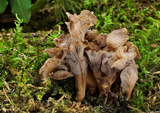 palievik kučeravý Pseudocraterellus undulatus (Pers.) Rauschert