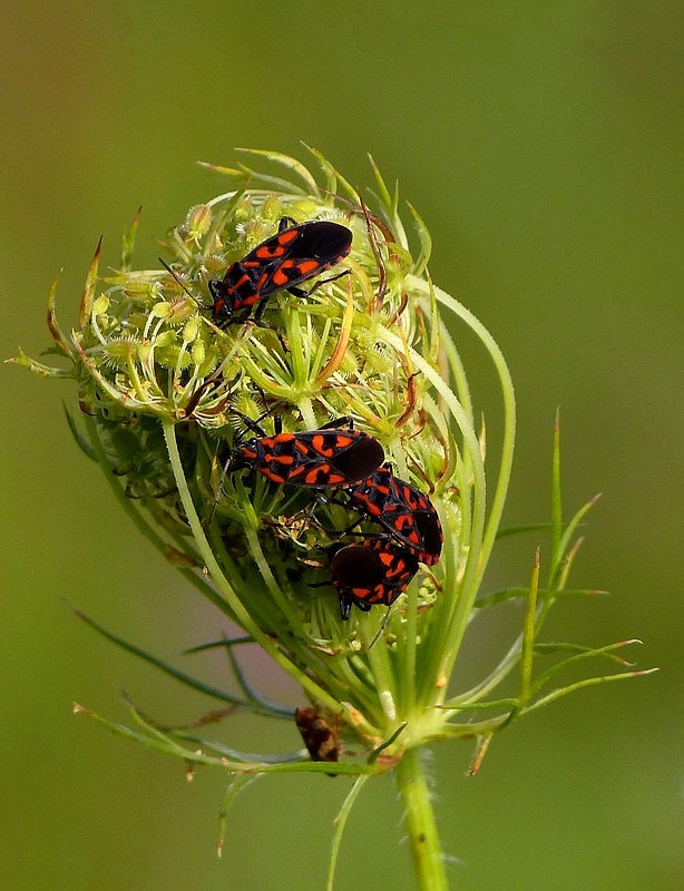 behavka skalná (sk) / ploštička luční (cz) Spilostethus saxatilis Scopoli, 1763